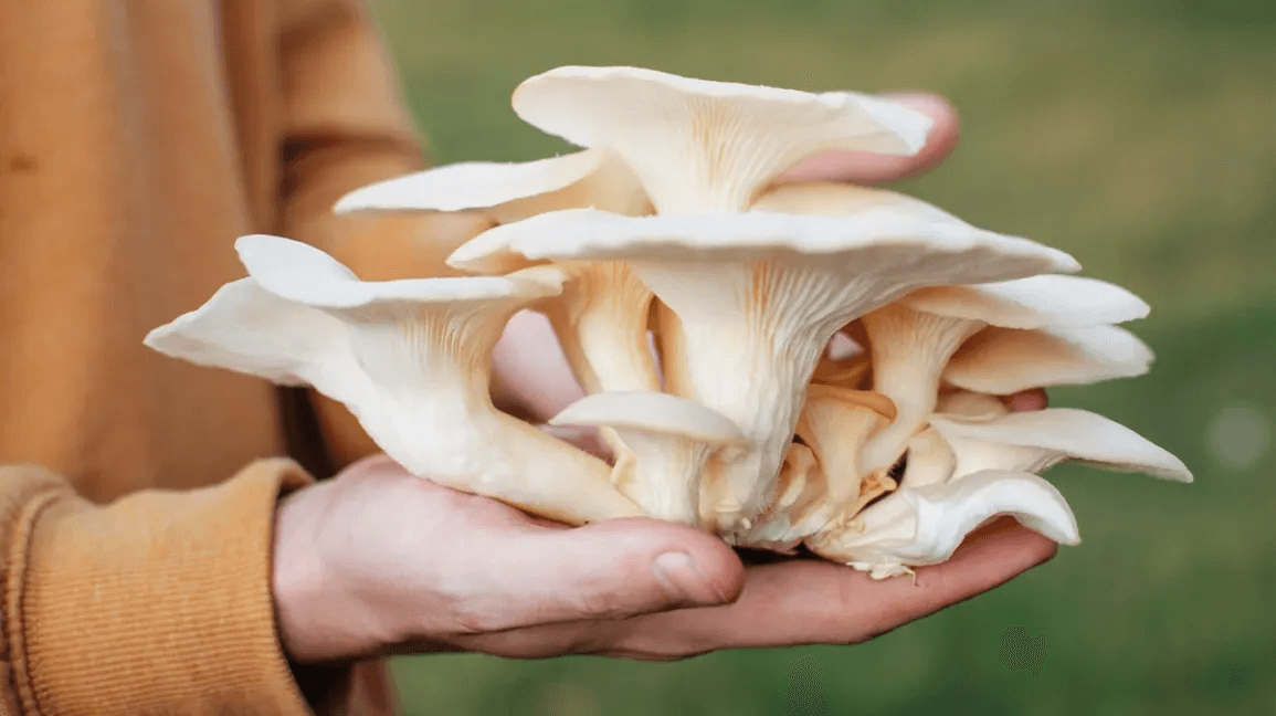 Fresh oyster mushrooms arranged on a wooden surface